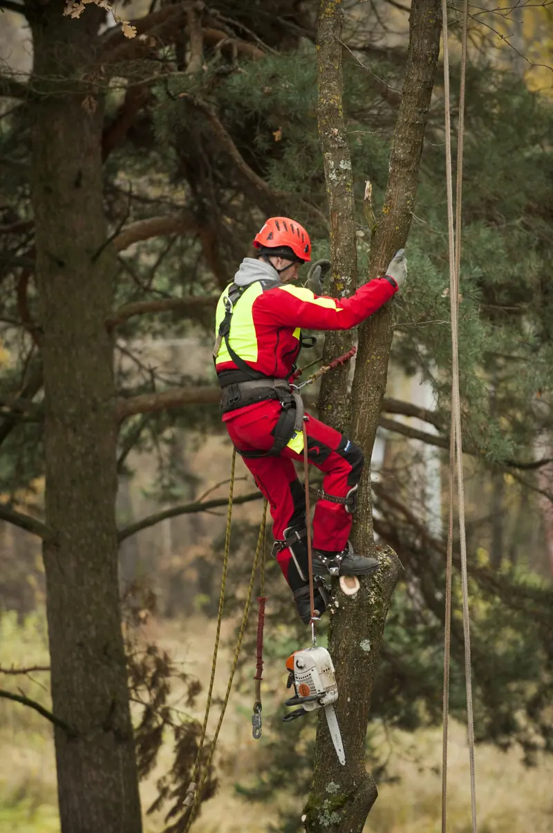 Arboristas kopia pušies kamienu su virvėmis ir pjūklu
