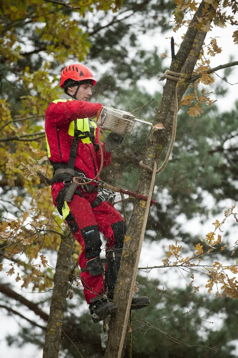 Arboristas alpinistas pjauna medžio šaką aukštai lajoje