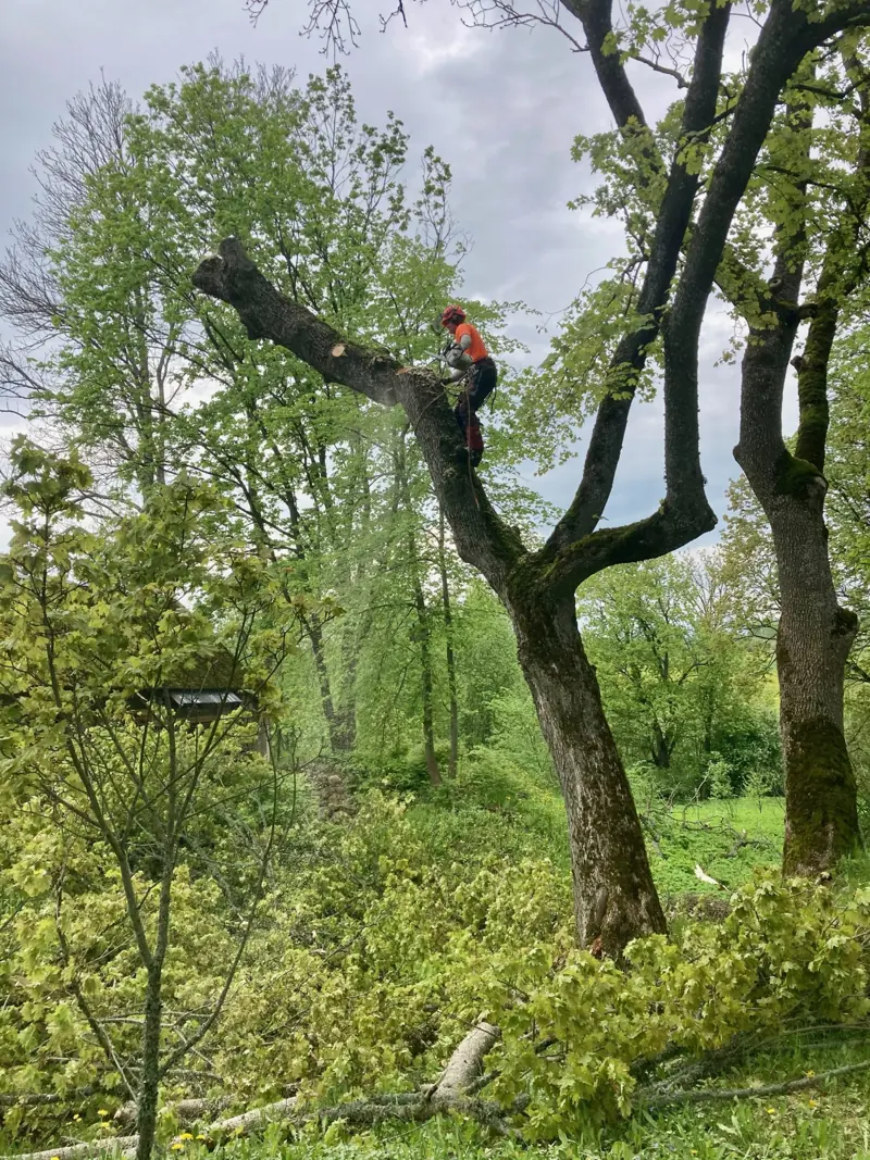 Arboristas ant seno medžio kamieno pjauna stambias šakas