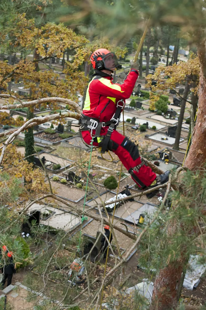 Arboristas lajoje virš kapinių – medžių pjovimas kapinėse