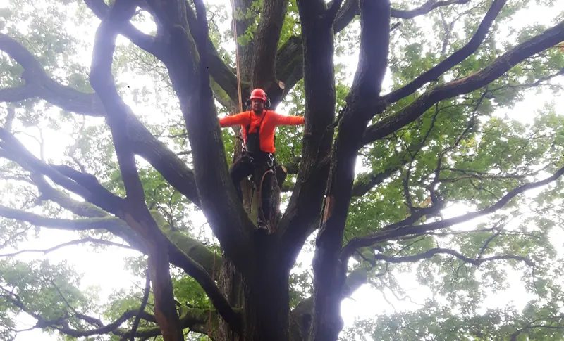 Arboristas didelio ąžuolo lajoje prieš genėjimą