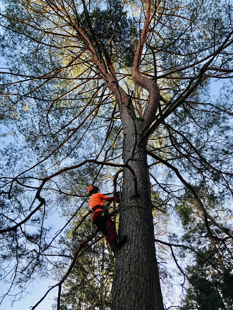 Arboristas kopia aukštos pušies kamienu