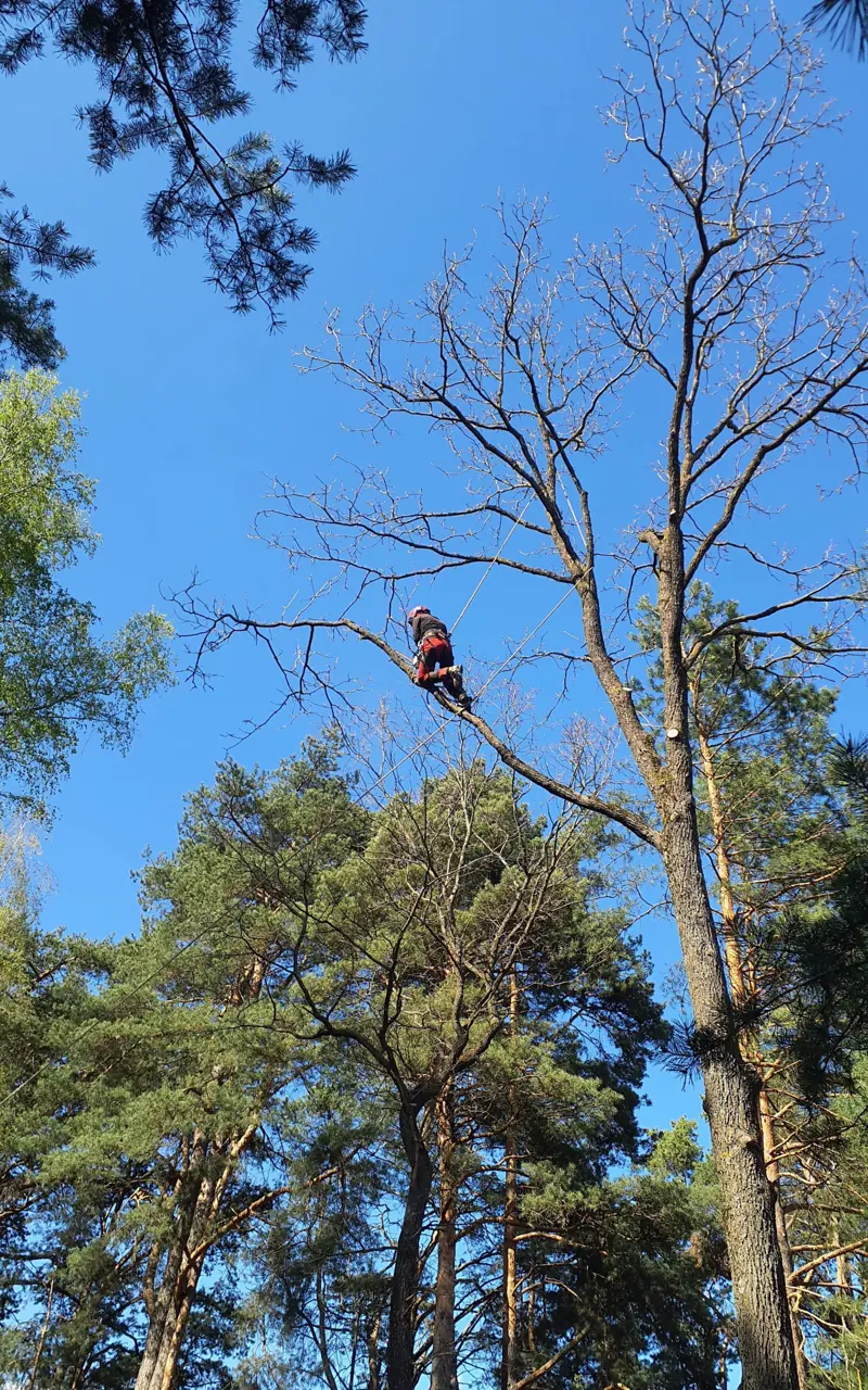 Arboristas sausame medyje prieš pjovimą