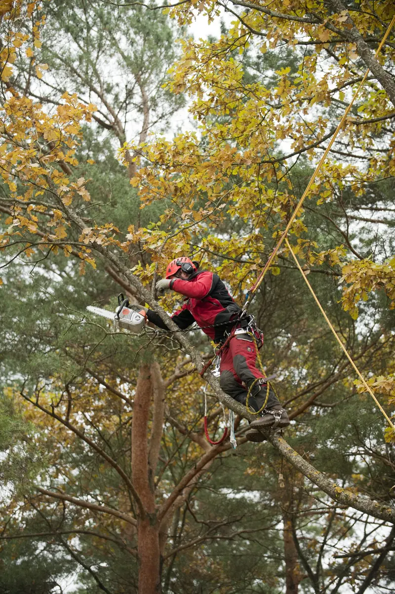 Arboristas pjauna šakas pušies lajoje