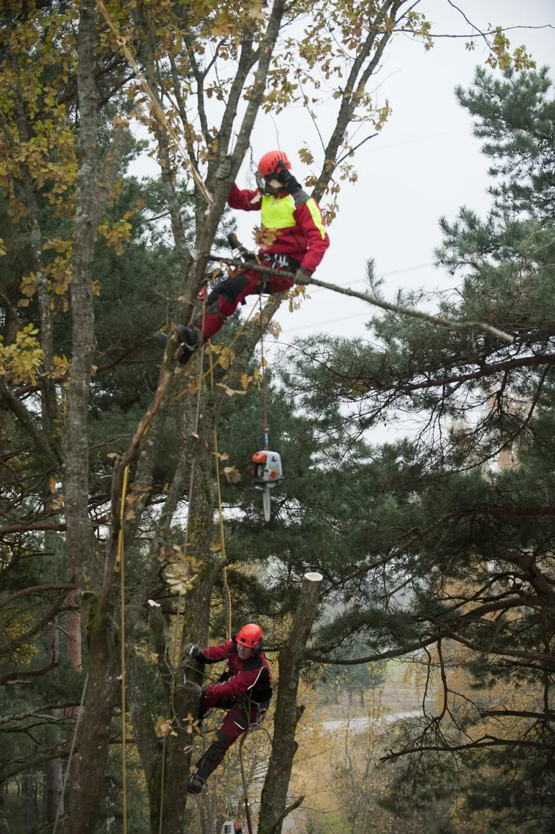Du arboristai dirba tame pačiame medyje skirtinguose aukščiuose