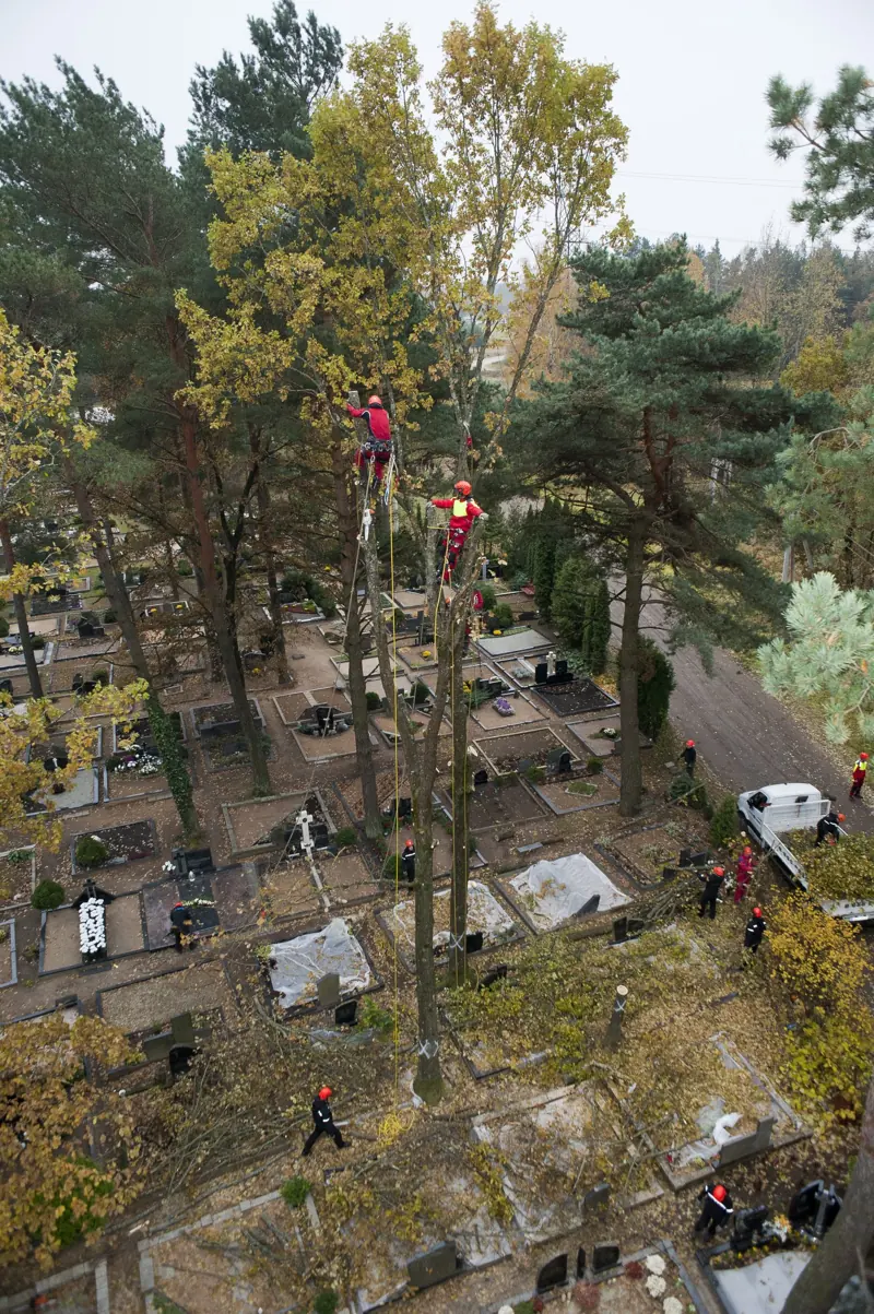 Medžių pjovimas kapinėse – brigada ir alpinistai iš viršaus