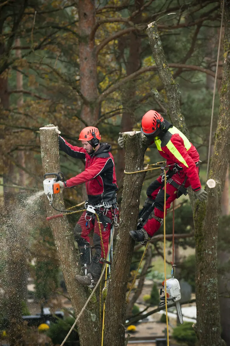 Du arboristai kapinėse vienu metu pjauna medžių kamienus
