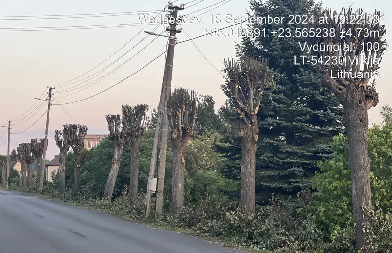 Genėtų liepų eilė palei kelią saulėlydžio metu