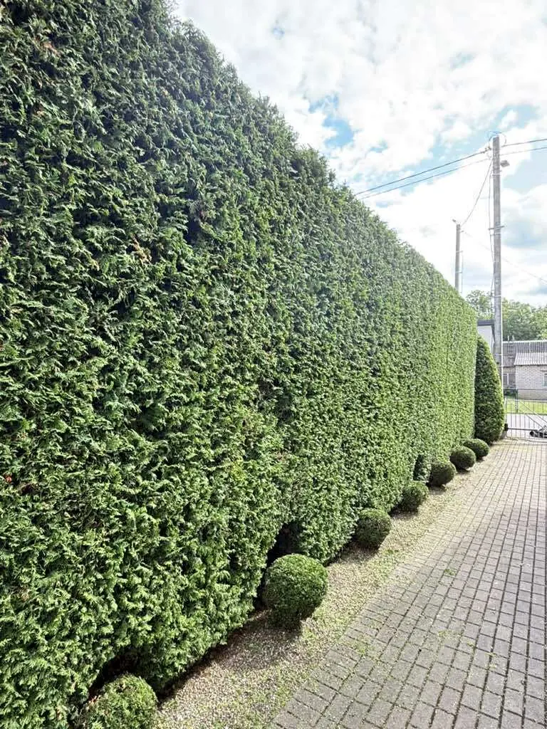 Nukarpyta ilga tujų gyvatvorė ir buksmedžio rutuliai