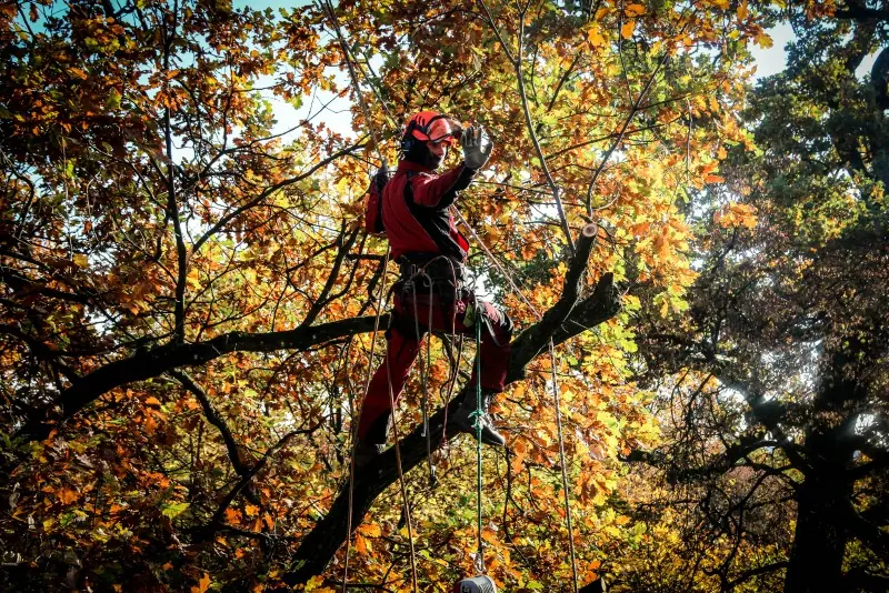 Arboristas rudeninio medžio lajoje