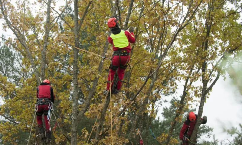 Trys arboristai dirba rudeninio medžio lajoje
