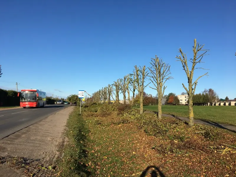 Genėtų medžių eilė palei kelią su autobusu