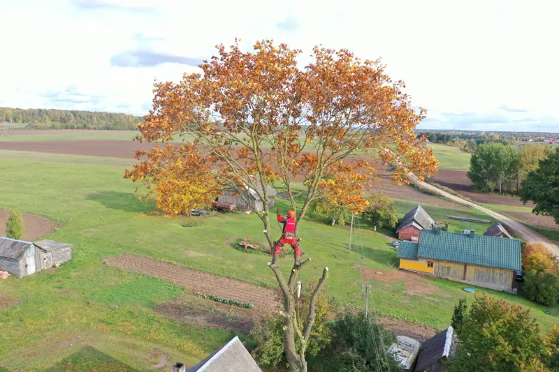 Arboristas rudeninio medžio lajoje kaimo sodyboje – vaizdas iš drono