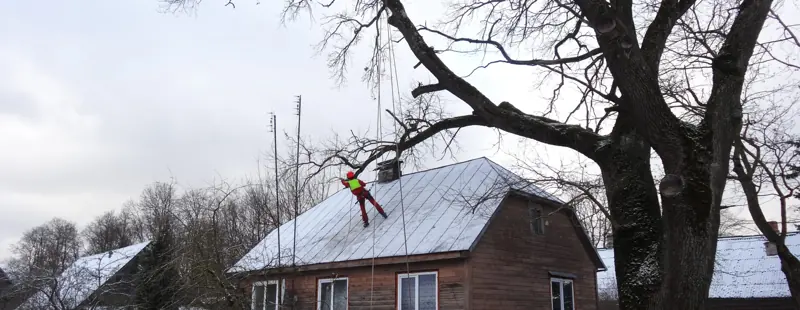 Medžio pjovimas virš namo stogo žiemą