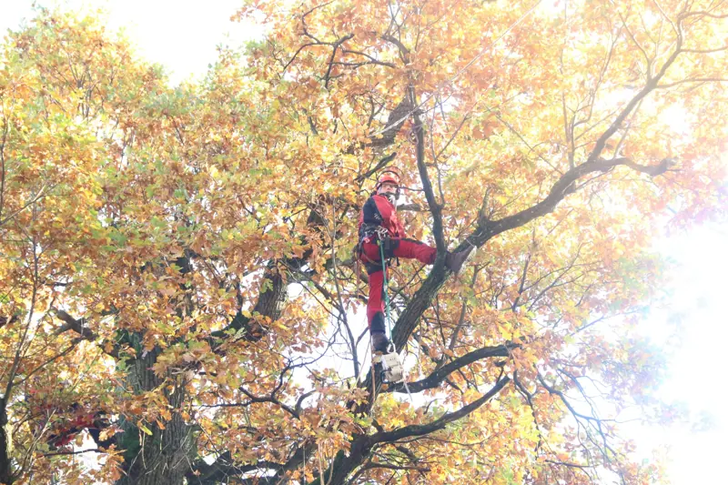 Arboristas rudeninio ąžuolo lajoje genėja šakas