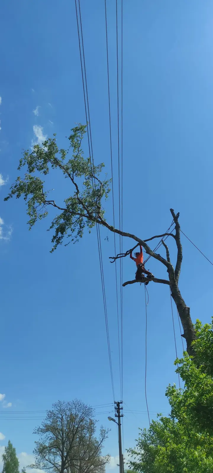 Medžio pjovimas šalia elektros laidų