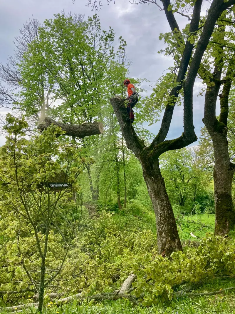 Arboristas nupjauna storą seno medžio šaką parke