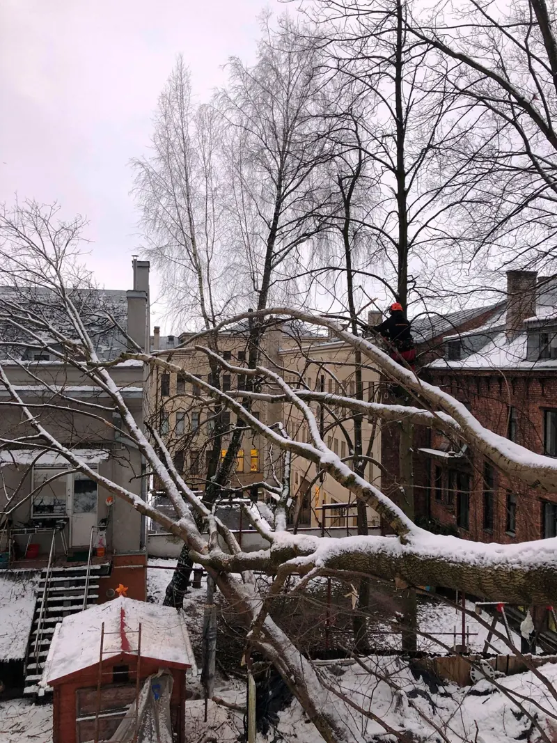 Per snygį nulūžęs medis tarp gyvenamųjų namų – avarinis darbas